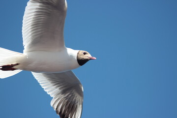 seagull in flight