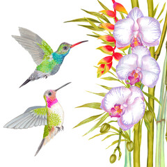 Fototapety  Akwarela tropikalny kwiat orchidei, tło kwiat heliconia z liści bambusa i ptaka colibri.