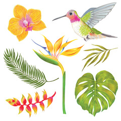 Watercolor tropical orchid, heliconia, strelitzia flower, areca palm, bamboo leaves and colibri bird