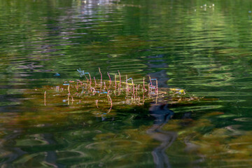 A bird swimming in water. High quality photo