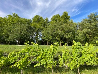 Landscape of The Wein Trail or Wein-Erlebnispfad (Flower Island Mainau on the Lake Constance or Die...