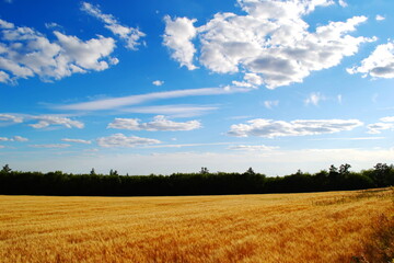 Obraz premium Wheat field against a blue sky with white clouds on a Sunny day in summer
