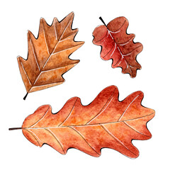 Hand painted watercolor oak leaves