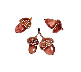 Hand painted watercolor acorn illustration