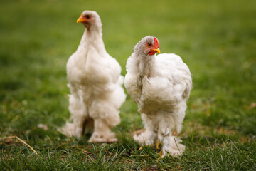 Close-up portrait of two white chickens. the breed of chicken of Upland bentamy. a breed of hens with shaggy legs cochin