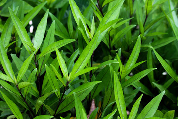 green leaves background