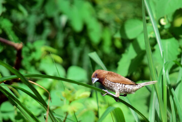 The scaly-breasted munia or spotted munia (Lonchura punctulata) in the wild with a blur background. Little bird in the field