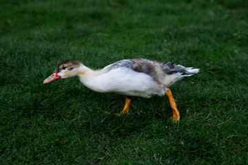 kaczka mala kaczka duck © Kima