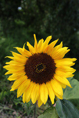 slonecznik kwiat slonecznika sunflower meadow ヒマワリの種類