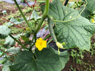 キュウリの花