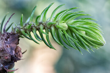 pine branching
