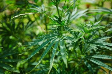 The Medicinal Cannabis leaves in outdoors. Shallow dof