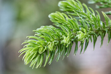 pine leaves