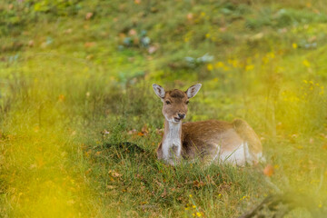 Fallow deer (Dama dama) laying in the grass