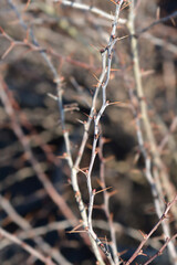 Purple Japanese barberry