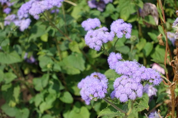 Ageratum houstonianum in full bloom in mid September