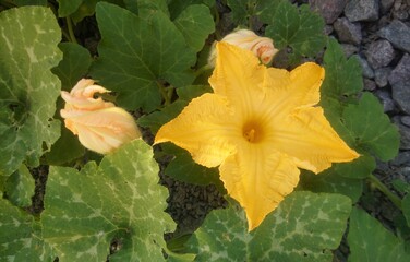 pumpkin blossom big yellow flower