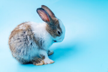 Cute adorable brown and white rabbit cleaning foot while sitting on isolated blue background. Lovely baby bunny alone sit on blue background. Easter concept.