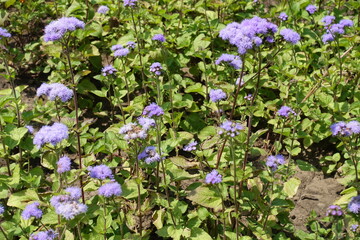 Obraz na płótnie Canvas Blue flowers of Ageratum houstonianum in mid July