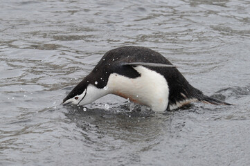 Fototapeta premium Chinstrap penguin