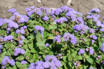 Close shot of lavender colored flowers of Ageratum houstonianum in July