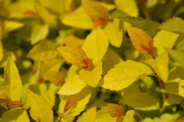 Japanese Spirea Golden Princess