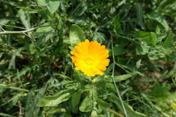 A flower head of amber yellow Calendula officinalis in July