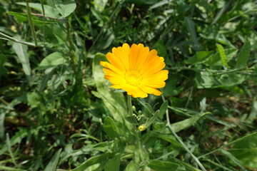Amber yellow flower heads of Calendula officinalis in July