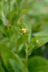 Goldsturm Coneflower