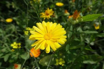 Yellow flower head of Calendula officinalis in July