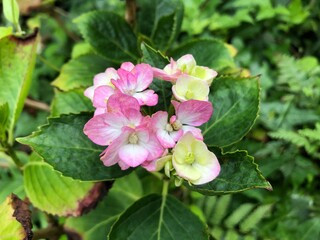 紫陽花
アジサイ