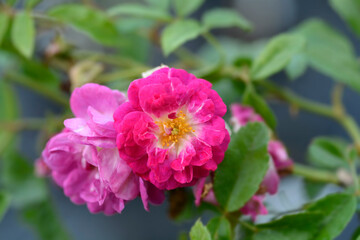 Rose Hermann Schmitdt