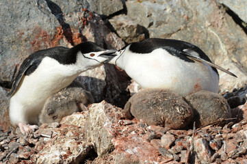 Fototapeta premium Chinstrap penguin
