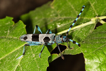 Rosalia Longicorn - Rosalia alpina or Alpine longhorn beetle, is a large longicorn (family...