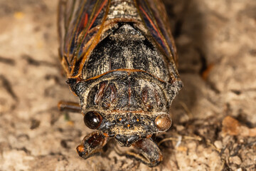 Insect Cicada (Cicadoidea). Old decayed preparated insect.