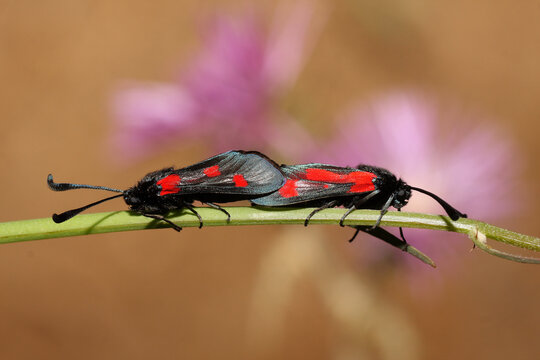 Insect copula of Zygaena trifolii.