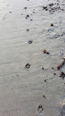Pfotenabdrücke im Sand 2