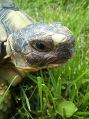 detail of a turtle