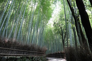 嵐山　竹林の小径