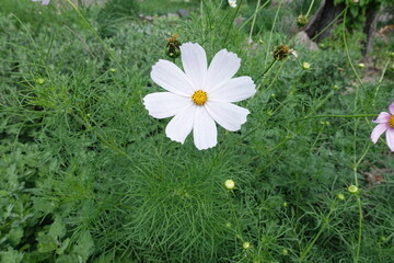 One white flower head of garden cosmos in mid July