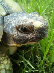 turtle on the ground