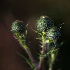 Thistle weed flower buds close up