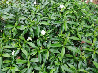 green leaves background