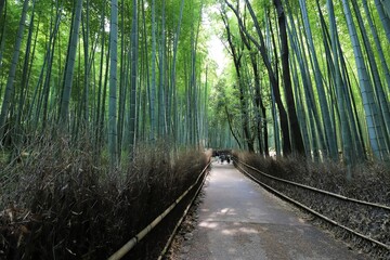 嵐山　竹林の小径