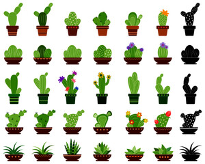 Isolated Cacti Plants in Flower Pots