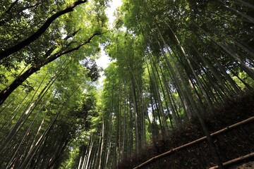 Fototapeta na wymiar 嵐山　竹林の小径
