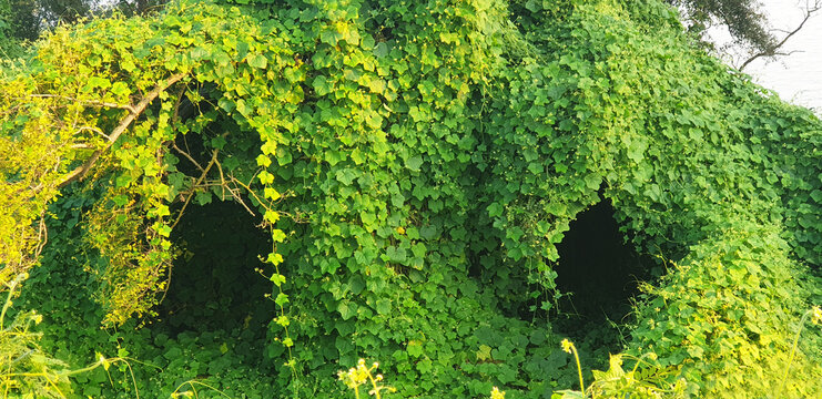 The plant Pueraria Montana grows in the form of a hut. Panorama.
