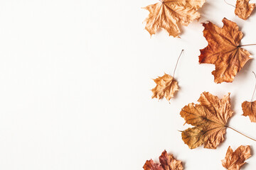 Autumn composition. Dried maple leaves on white background. Autumn, fall, thanksgiving day concept. Flat lay, top view
