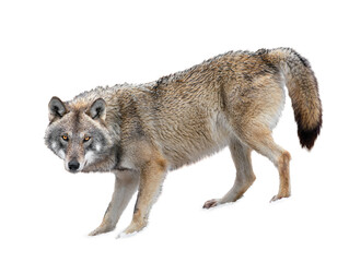 Gray Wolf is isolated on a white background.