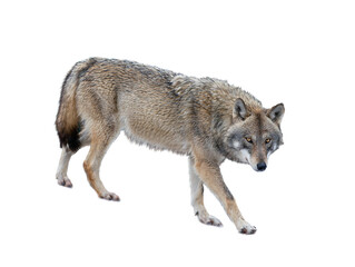 Walking gray wolf isolated on white